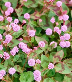 Persicaria 'Pink Towe'